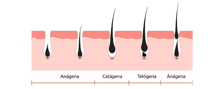 Cu Nto Tarda En Crecer La Barba Blog Druni