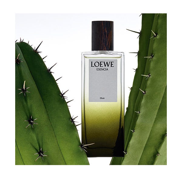 Esencia discount loewe druni